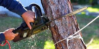 Best Tree Trimming and Pruning  in Stockton, CA
