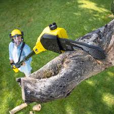 Best Tree and Shrub Care  in Stockton, CA