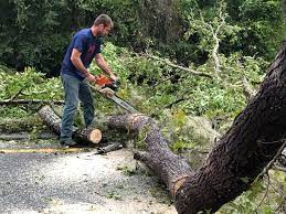 Trusted Stockton, CA Tree Care Experts