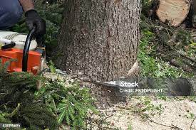 Best Utility Line Clearance  in Stockton, CA