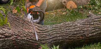 Best Seasonal Cleanup (Spring/Fall)  in Stockton, CA
