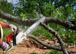 Best Root Management and Removal  in Stockton, CA