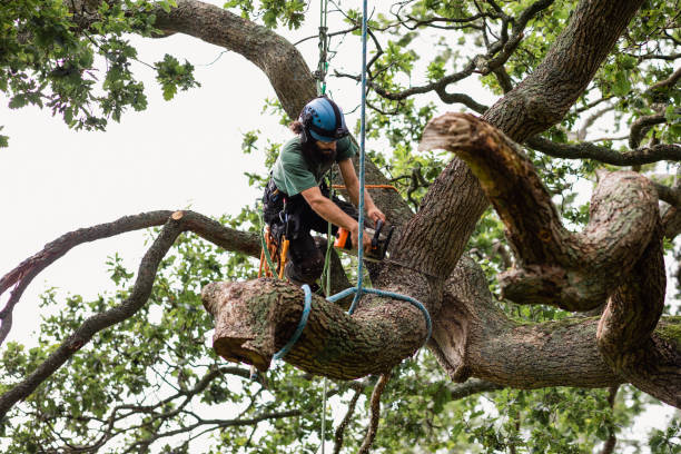  Stockton, CA Tree Care Pros