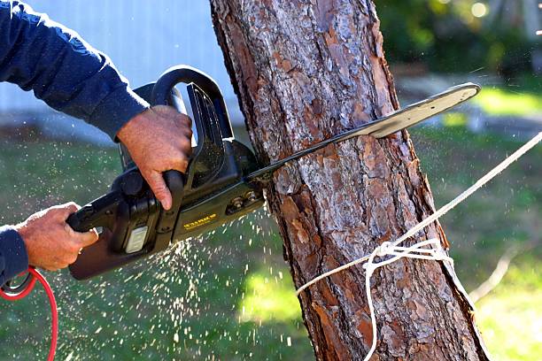 Best Leaf Removal  in Stockton, CA
