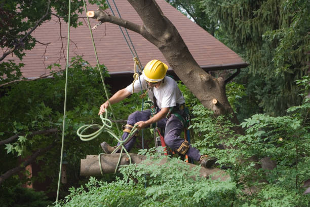 Best Lawn Irrigation Installation and Maintenance  in Stockton, CA