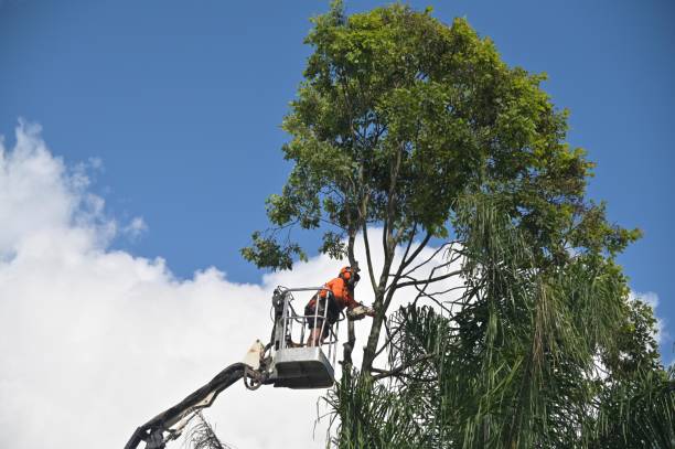 Best Storm Damage Tree Cleanup  in Stockton, CA