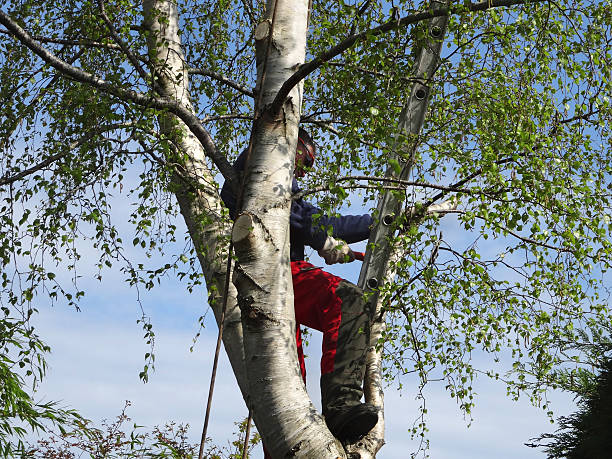 Best Weed Control  in Stockton, CA