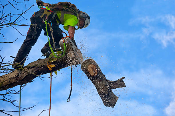 Best Arborist Consultation Services  in Stockton, CA