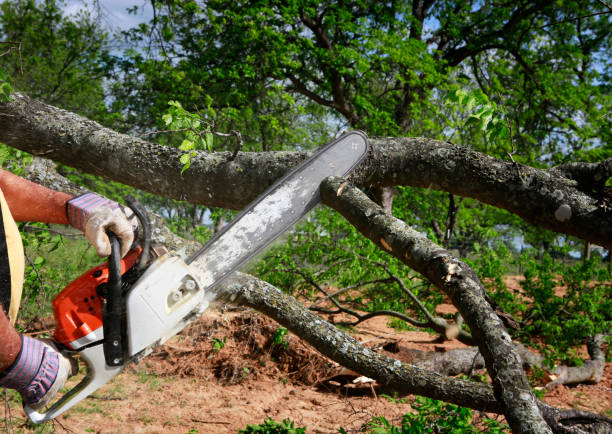 Best Hazardous Tree Removal  in Stockton, CA