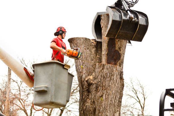 Seasonal Cleanup (Spring/Fall) in Stockton, CA